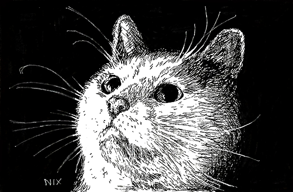 Dessin du chat tigré gris et blanc réalisé à la main en noir et blanc avec staedler pigment liner