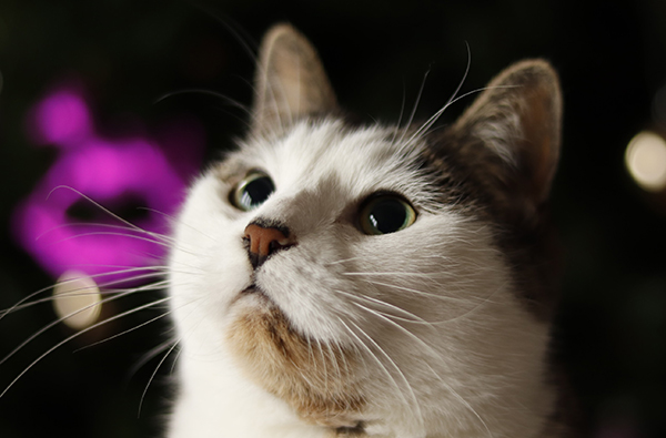 Photographie 2 du chat tigré gris et blanc qui a servi de modèle à la réalisation du dessin personnalisé