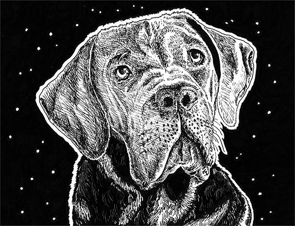 Dessin de chien Cane Corso réalisé à la main en noir et blanc avec staedler pigment liner