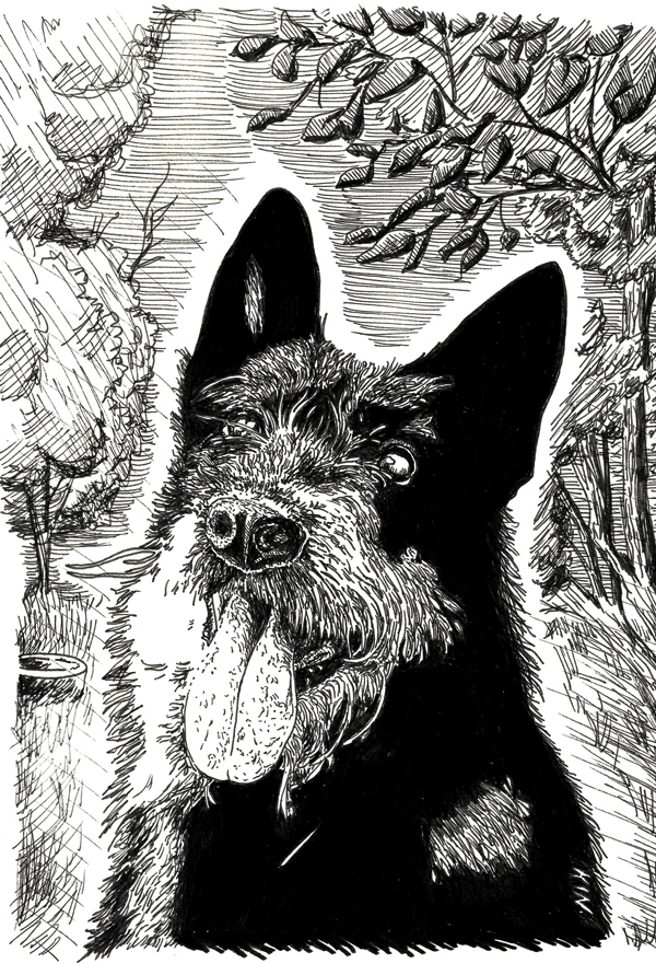 Dessin du chien de berger noir et blanc réalisé à la main en noir et blanc avec staedler pigment liner