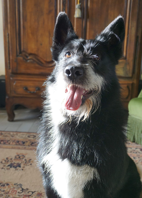 Photographie 1 du chien de berger noir et blanc qui a servi de modèle à la réalisation du dessin personnalisé