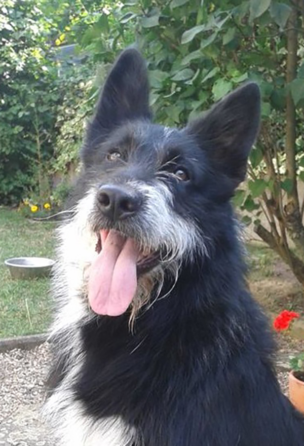 Photographie 2 du chien de berger noir et blanc qui a servi de modèle à la réalisation du dessin personnalisé