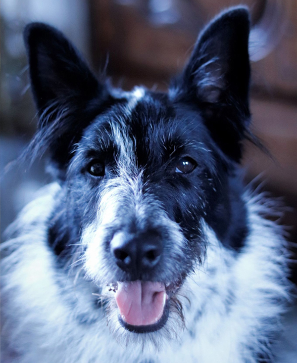 Photographie 1 du chien de berger noir et blanc qui a servi de modèle à la réalisation du dessin personnalisé