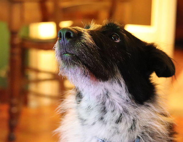 Photographie 2 du chien de berger noir et blanc qui a servi de modèle à la réalisation du dessin personnalisé