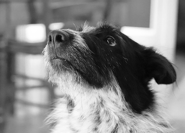 Photographie 3 du chien de berger noir et blanc qui a servi de modèle à la réalisation du dessin personnalisé