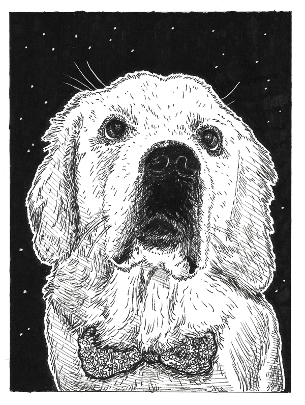 Dessin du chien Golden Retriever réalisé à la main en noir et blanc avec staedler pigment liner