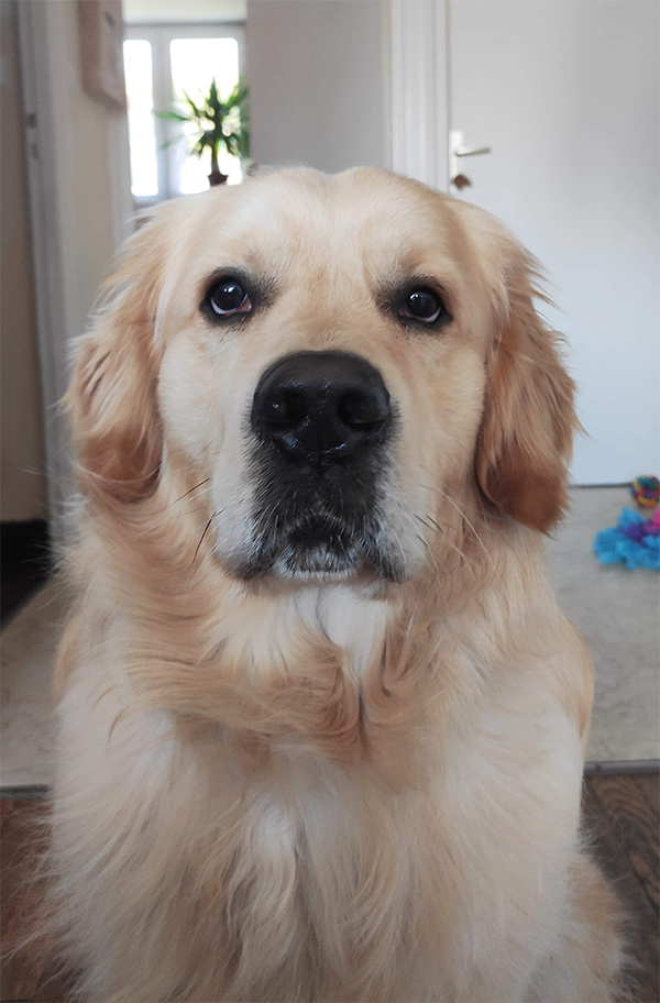 Photographie 2 du chien Golden Retriever qui a servi de modèle à la réalisation du dessin personnalisé