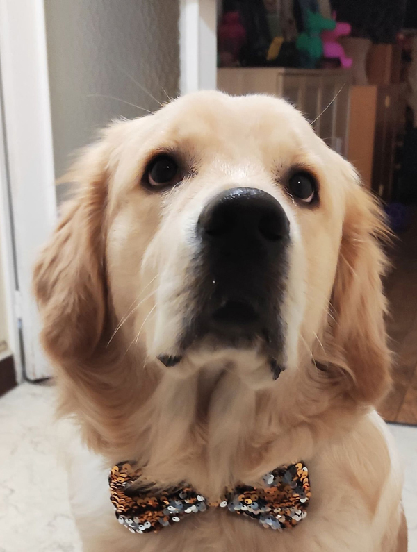 Photographie 1 du chien Golden Retriever qui a servi de modèle à la réalisation du dessin personnalisé