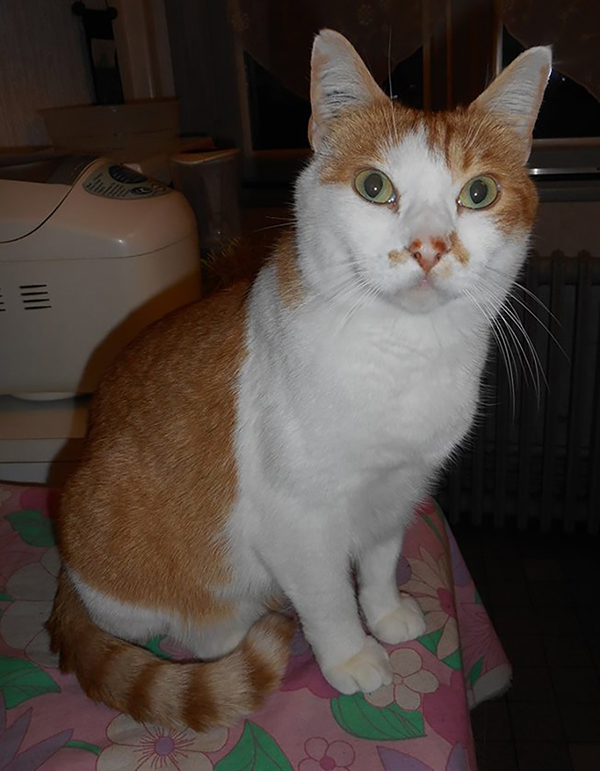 Photographie 1 du chat tigré roux et blanc qui a servi de modèle à la réalisation du dessin personnalisé