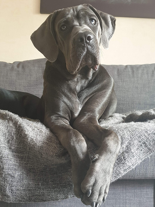 Photographie 2 du chien Cane Corso qui a servi de modèle à la réalisation du dessin personnalisé