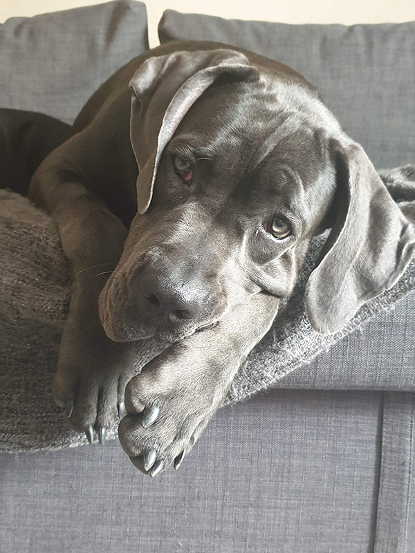 Photographie 1 du chien Cane Corso qui a servi de modèle à la réalisation du dessin personnalisé